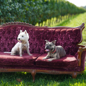 dogs sitting on couch in vineyard