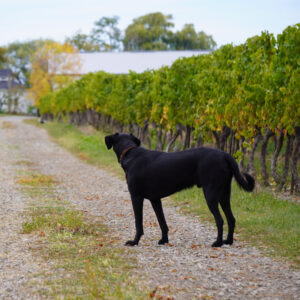 dog looking up driveway in vineyard